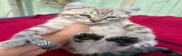 Keetso cats for sale: Superb very rare polydactyl curled eared keetsos  - Advert 17
