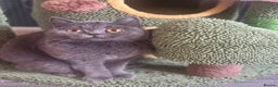 British Shorthair cats for sale: Blue British shorthair 🏆🏆🏆💙💙💙 - Advert 8