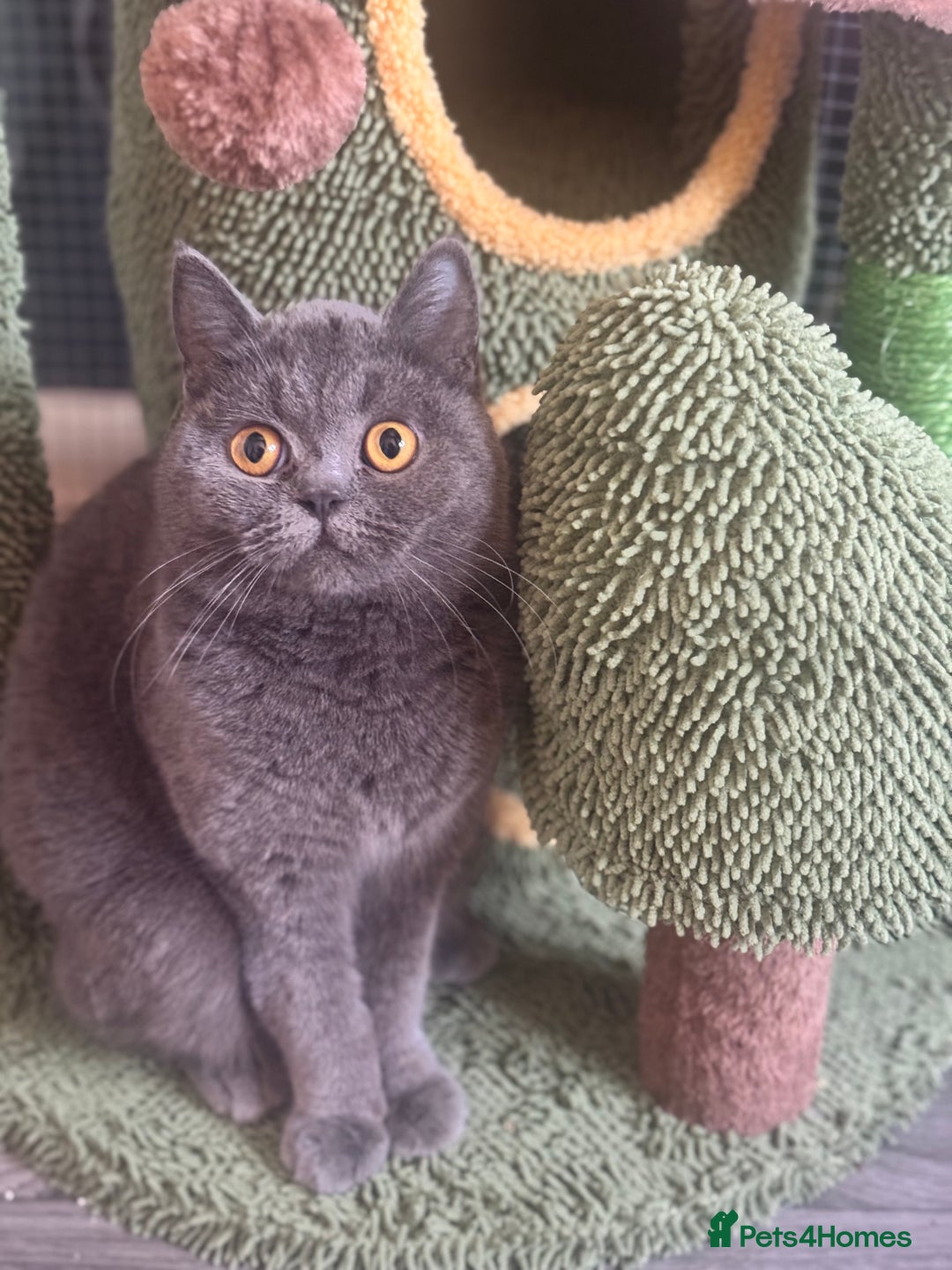British Shorthair cats for sale: Blue British shorthair 🏆🏆🏆💙💙💙 - Advert 8