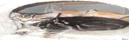 Mixed Breed cats for sale: 4 beautiful kittens 😸  - Advert 11