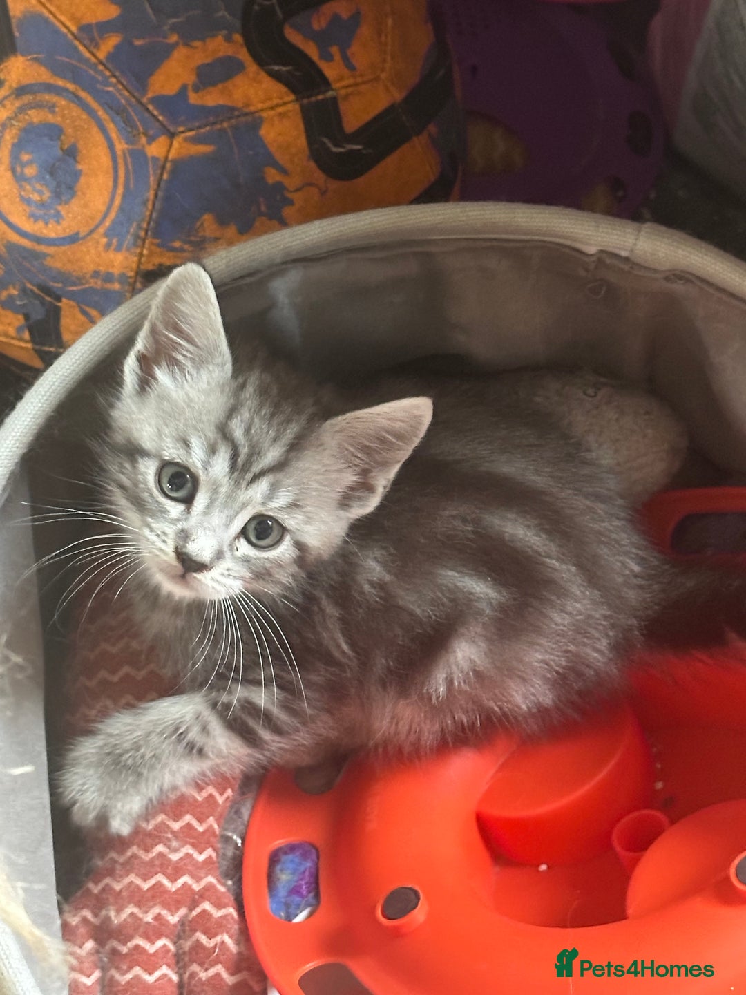 Maine Coon cats for sale: 3/4 Maincoon Cross - Image 3