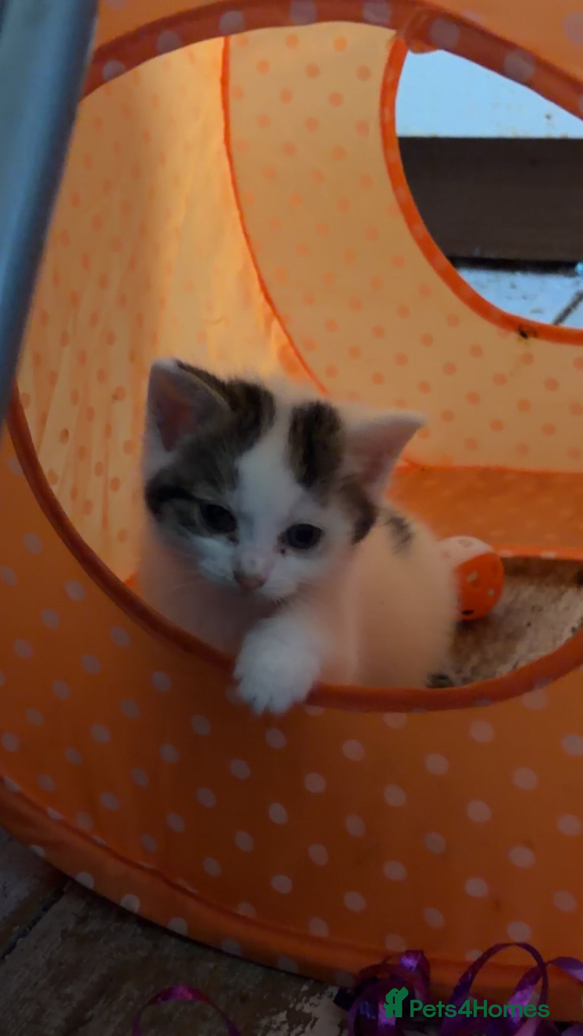 Mixed Breed cats for sale: 5 friendly playful mixed tabby kittens - Advert 4