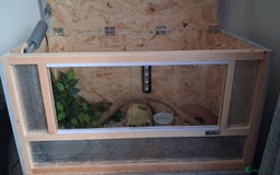 Corn Snake reptiles for sale: 2 Corn Snakes. Think 1 male & 1 female - Image 5