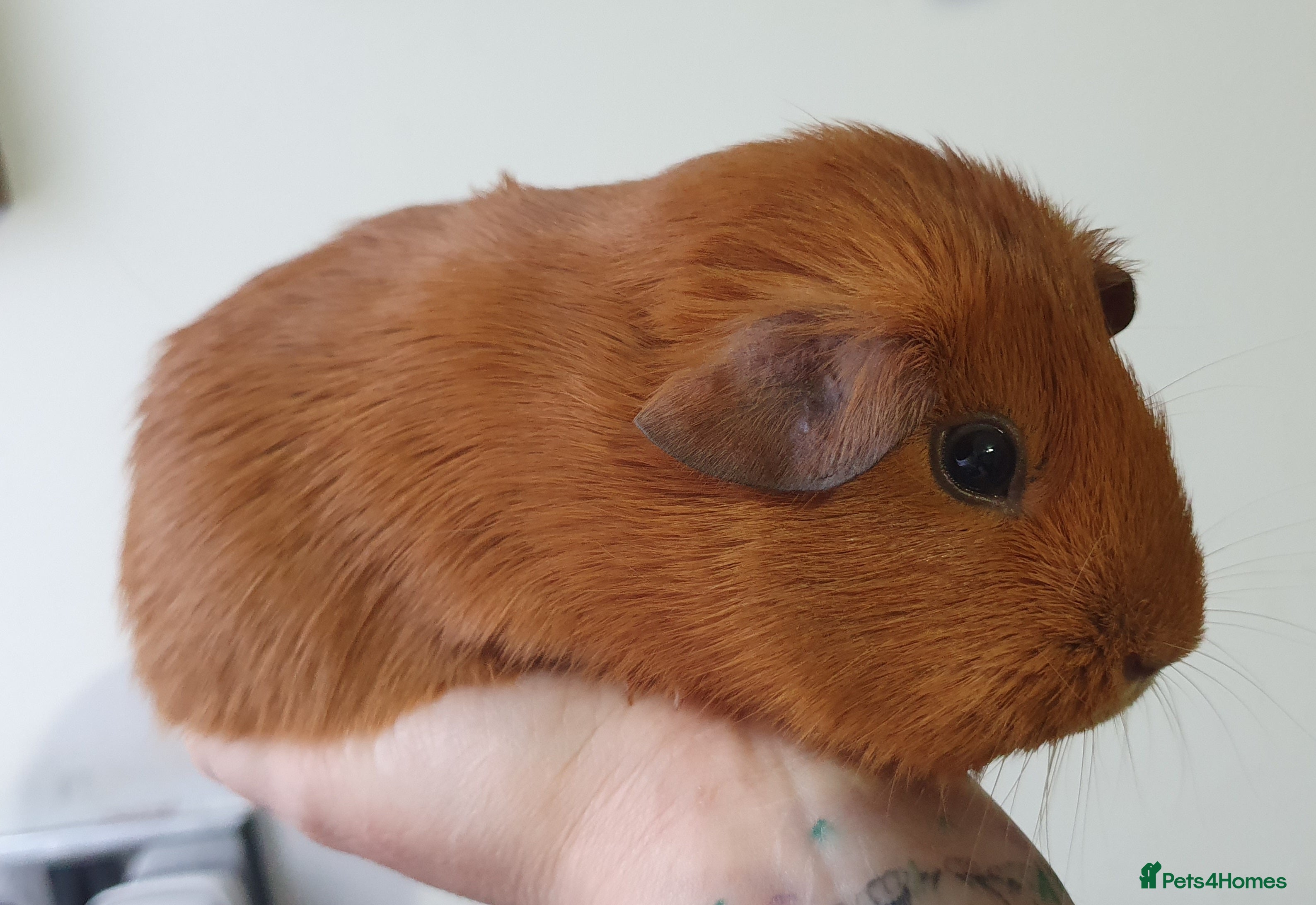 Guinea Pig rodents guinea pigs  - Advert 6