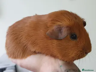 Guinea Pig rodents guinea pigs - Advert 6