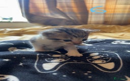 Maine Coon cats for sale: 1 GIRL / 5 BOYS - Image 12