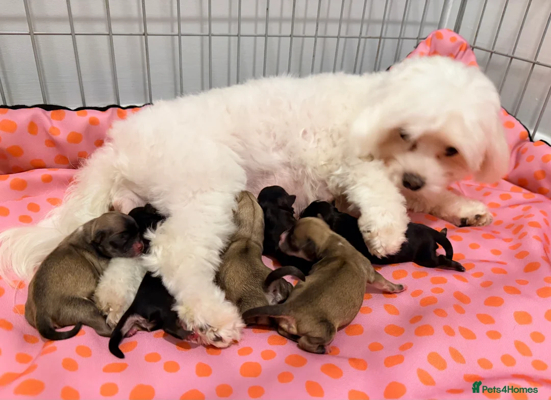 Mixed Breed dogs for sale: Fluffy Malchi puppies  - Advert 12