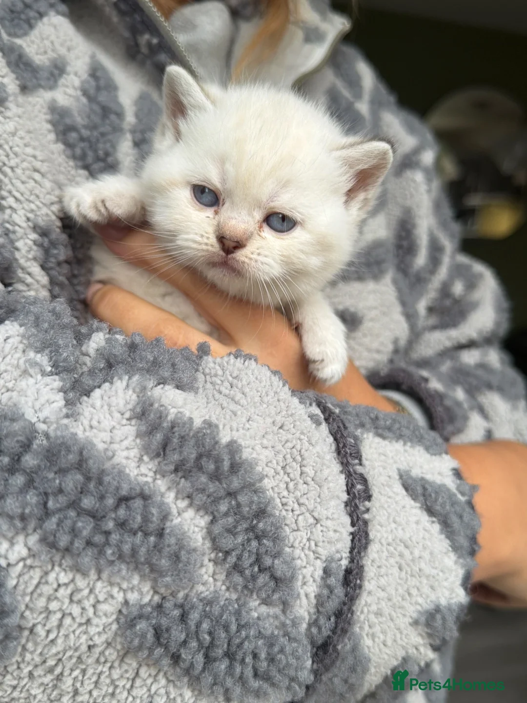 Scottish Fold cats for sale: RARE COLOURS SCOTTISH FOLD KITTENS!  - Advert 16