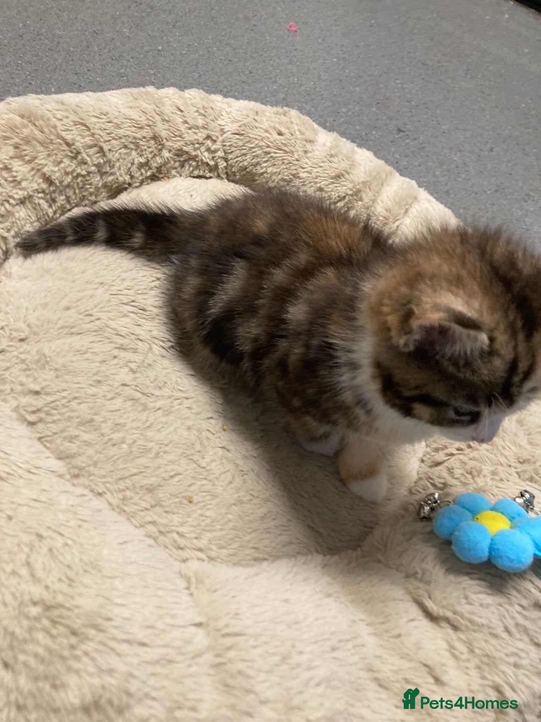 American Shorthair cats for sale: Stunning 8 week old girl American shorthair kitten - Advert 8