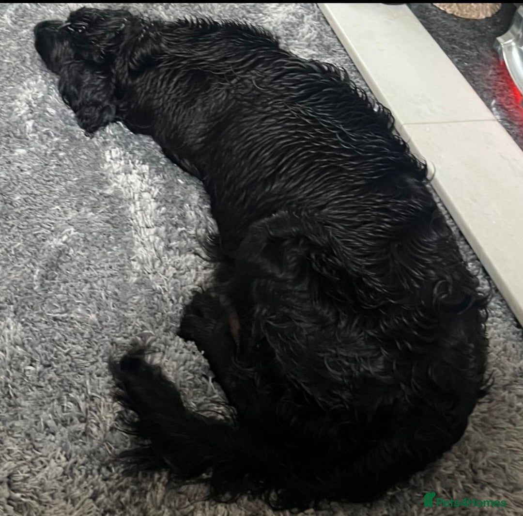 Mixed Breed dogs for sale: Golden cocker - Advert 3