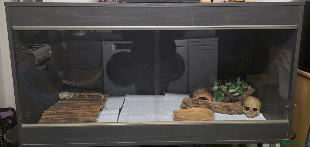 Bearded Dragon reptiles for sale: 2 year old bearded dragon - Advert 2