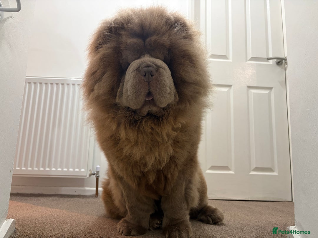 Chow Chow dogs for stud: Rare Lilac Chow Chow for stud 🦁 - Advert 8
