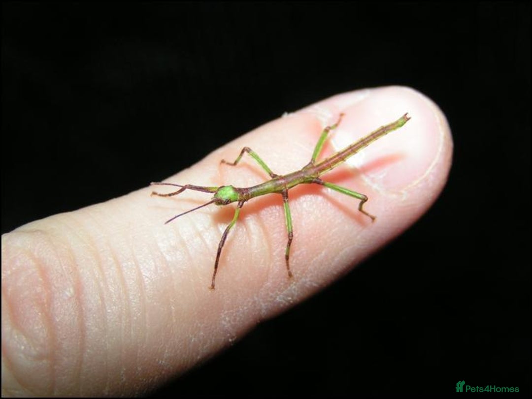 Stick Insects invertebrates for sale: Green Bean Stick Insects x 6 Diapherodes gigantea - Image 3
