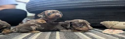 Dachshund dogs for sale: Gorgeous Smooth-Haired Dachshund Puppies - Advert 36