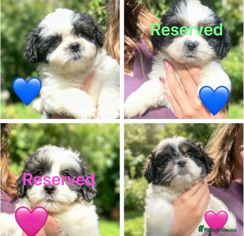 Shih Tzu dogs 💝SUPER CUTE MALSHI PUPS💝 Ready soon 🌟 - Advert 1