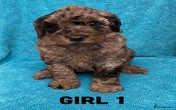 Goldendoodle dogs for sale: Miniature Golden Doodle pups - Image 5
