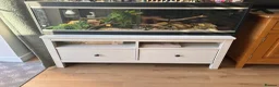 Corn Snake reptiles for sale: Corn snake and enclosure for sale in Highbridge - Advert 6