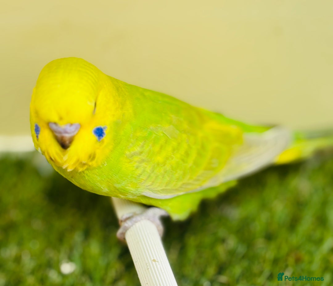 Budgerigars birds for sale: Beautiful baby budgies for sale  - Image 21