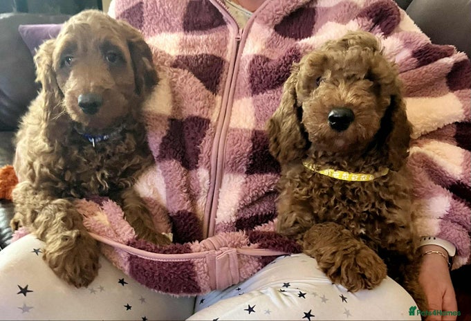 Goldendoodle dogs - Advert 2