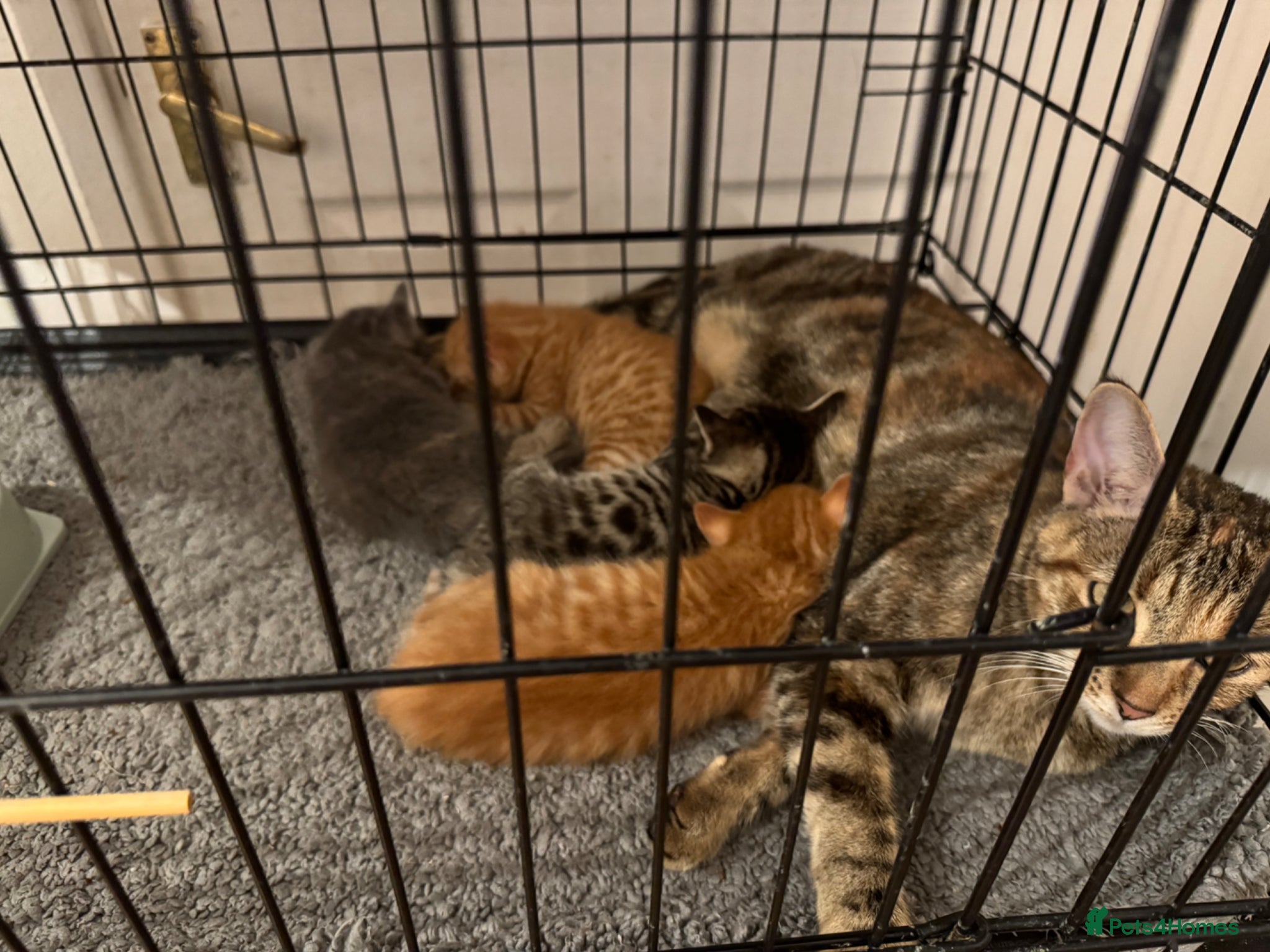 American Shorthair cats for sale: Ready To Leave Today please read full advert pleas - Advert 29