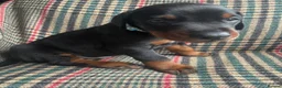 Dobermann dogs for sale: dobermann pinscher - Advert 27