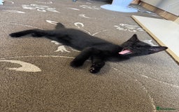 American Shorthair cats for sale: 2 BLACK FEMALE KITTENS FOR SALE - Image 4