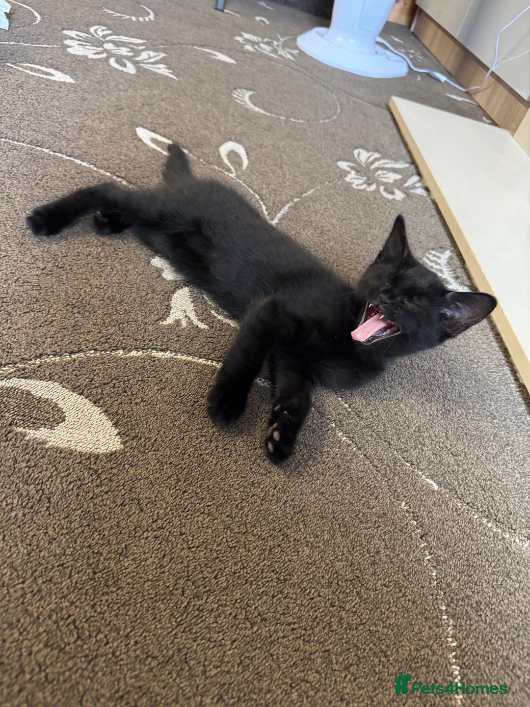 American Shorthair cats for sale: 2 BLACK FEMALE KITTENS FOR SALE - Image 4