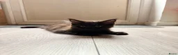 Maine Coon cats for sale: 💙 Male Maine Coon kitten TICA registered 💙 - Advert 5