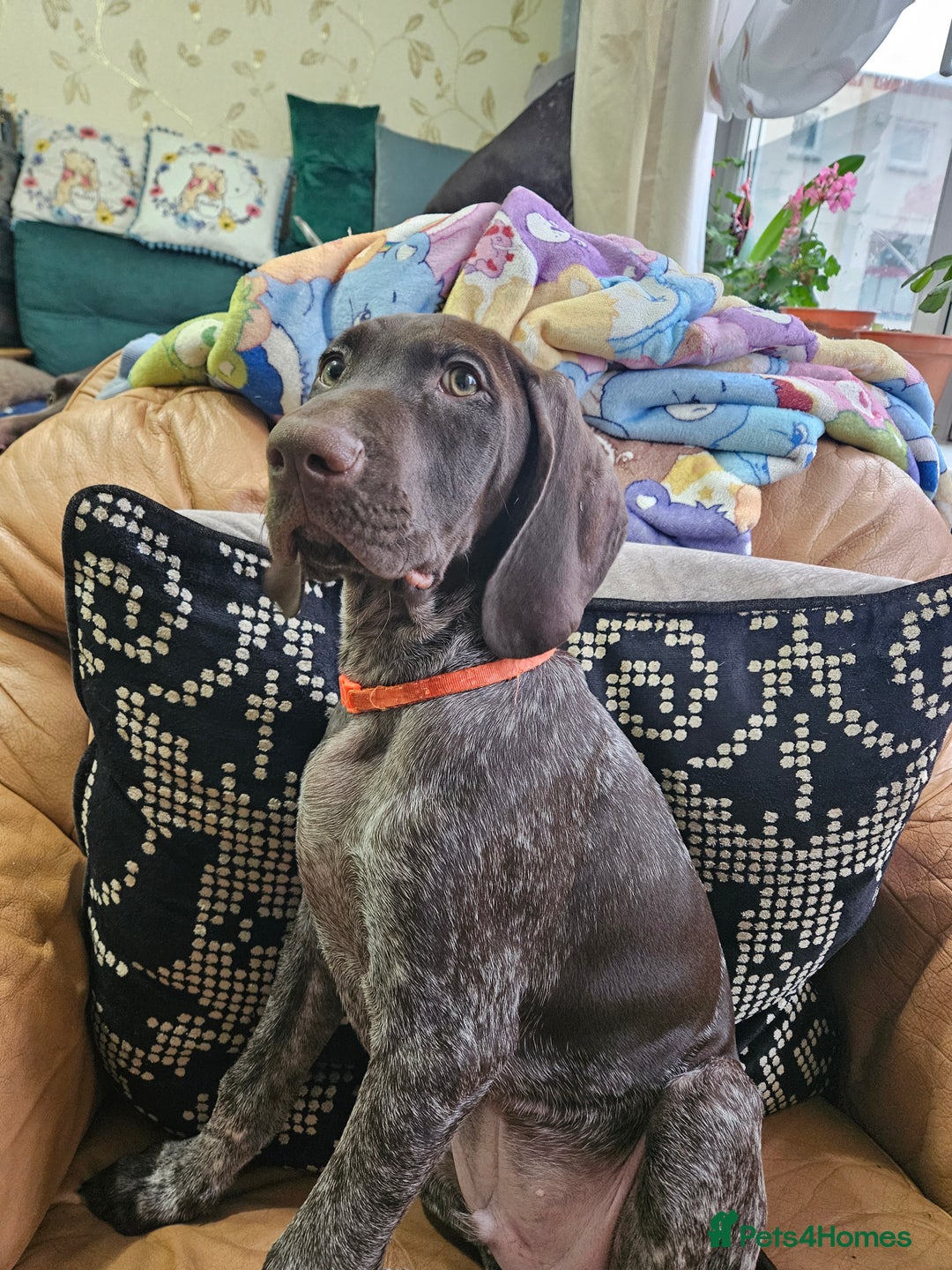 German Shorthaired Pointer dogs for sale: 3 GSP puppies for sale  - Advert 2