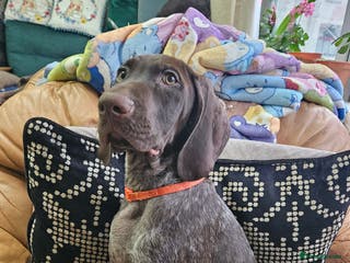 German Shorthaired Pointer dogs 3 GSP puppies for sale - Advert 3