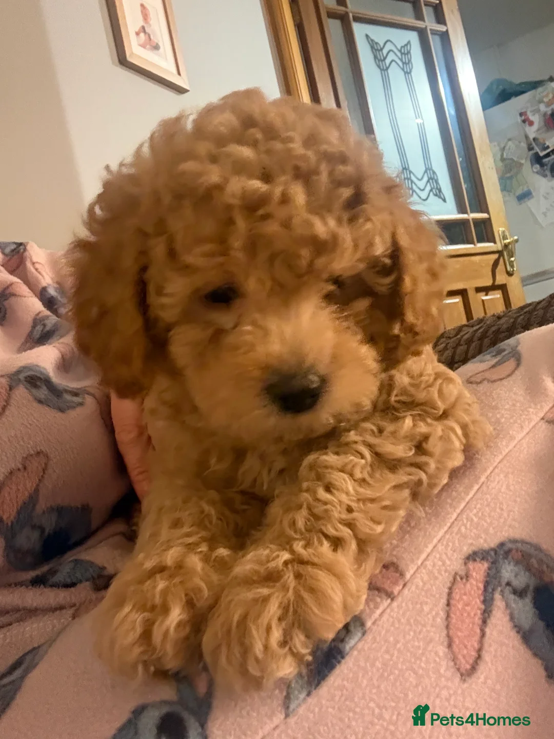 Maltipoo dogs for sale: Ready this week 🧸 - Advert 7