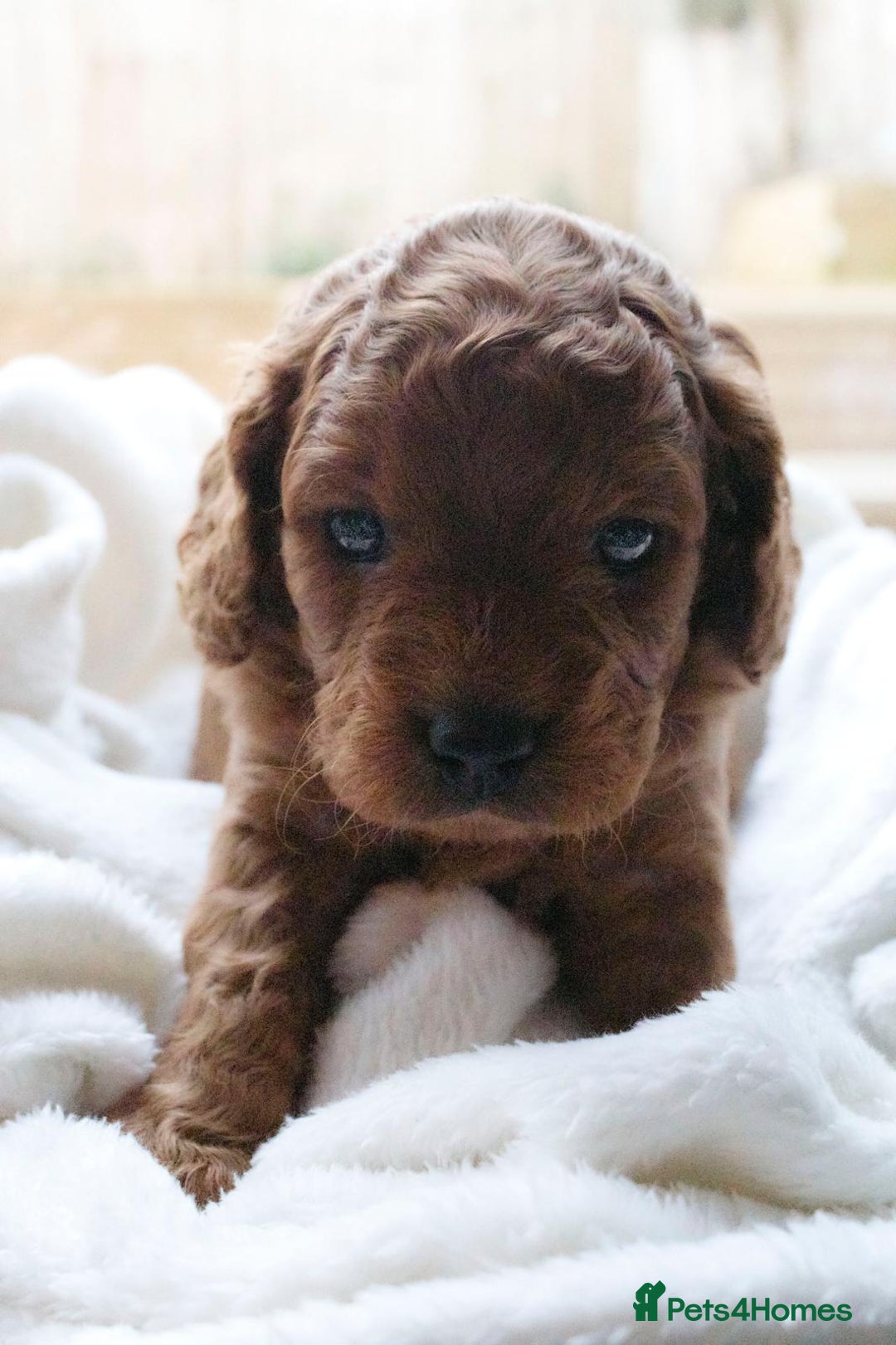 Cavapoo dogs for sale: Cavapoo puppies for sale - Advert 22