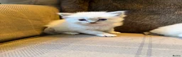 Ragdoll cats for sale: 3 gorgeous blue point male ragdolls. Ready now.  - Advert 15