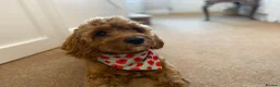 Cavapoochon dogs for stud: 🐶 STUD AD – MAX (Cavapoochon, 2 years old) in Croydon - Advert 5