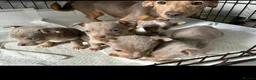 Jack Russell dogs for sale: Mini Lilac and Tan Jack Russell Pups 💜 - Advert 3