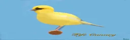 Canaries birds for sale: Fife Canary - Advert 1