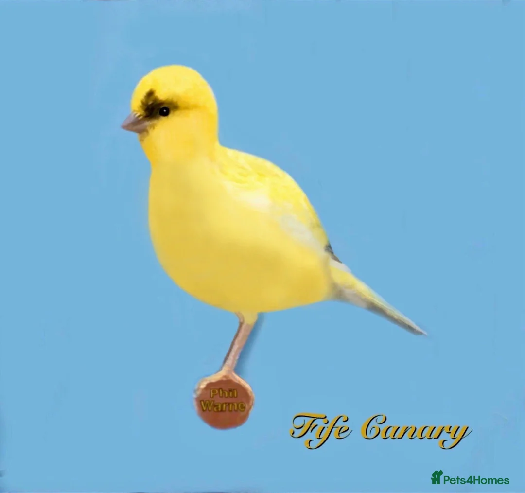 Canaries birds for sale: Fife Canary - Advert 1