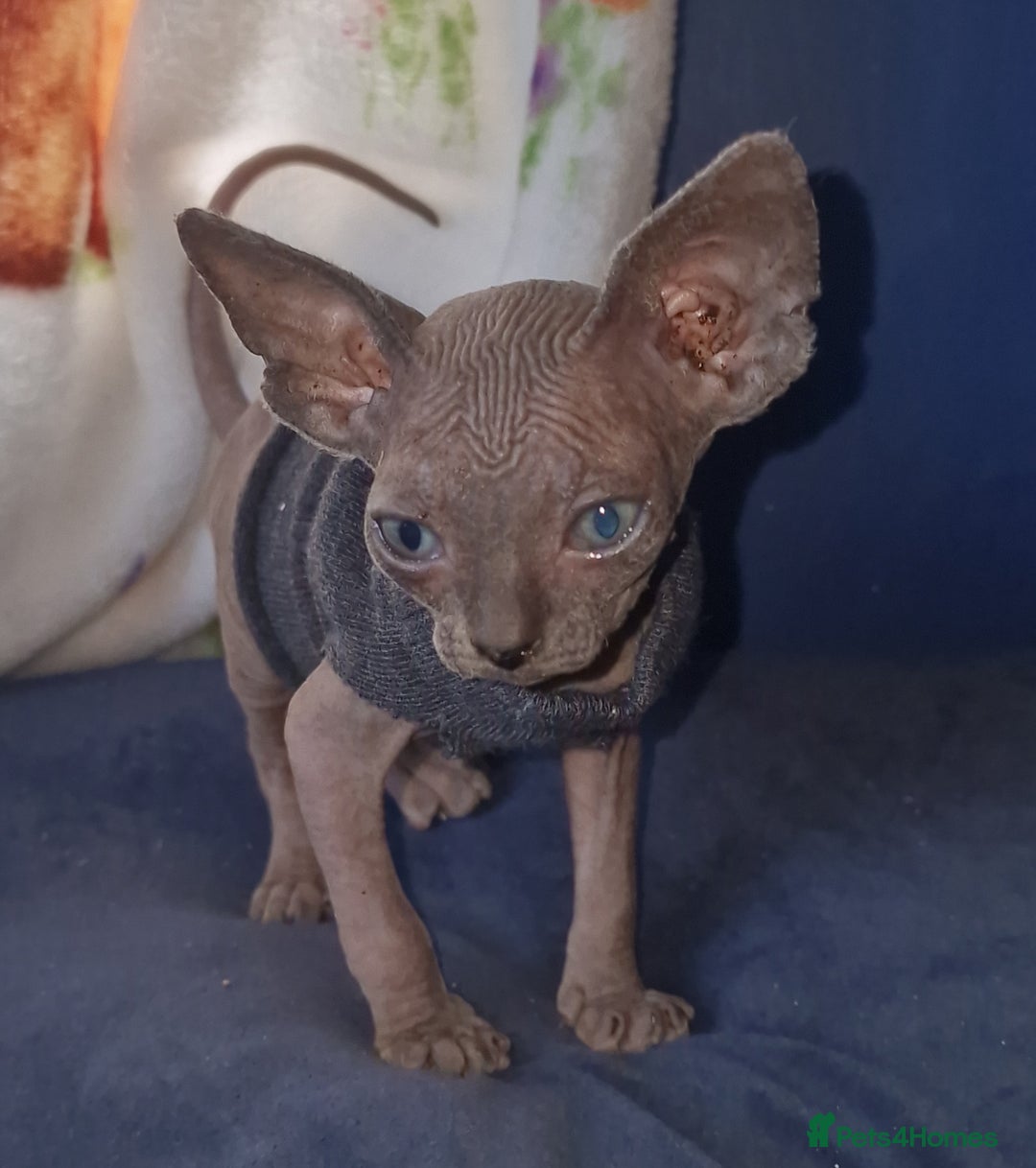 Sphynx cats for sale: Gorgeous Canadian Sphynx kittens - Image 11