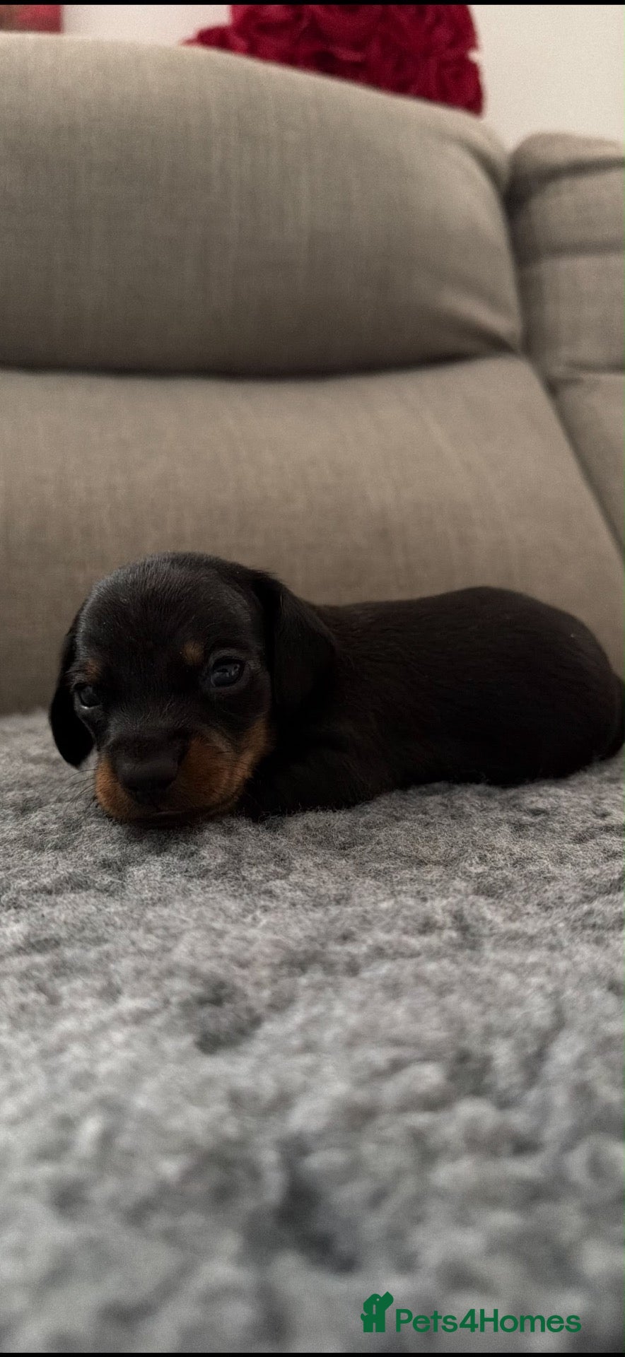 Miniature Dachshund dogs for sale:  Miniature Dachshund Puppies  - Advert 1