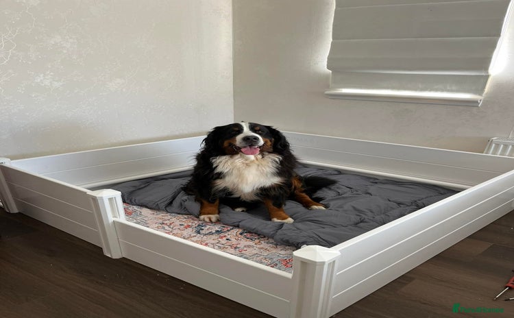 Bernese Mountain Dog dogs - Advert 1