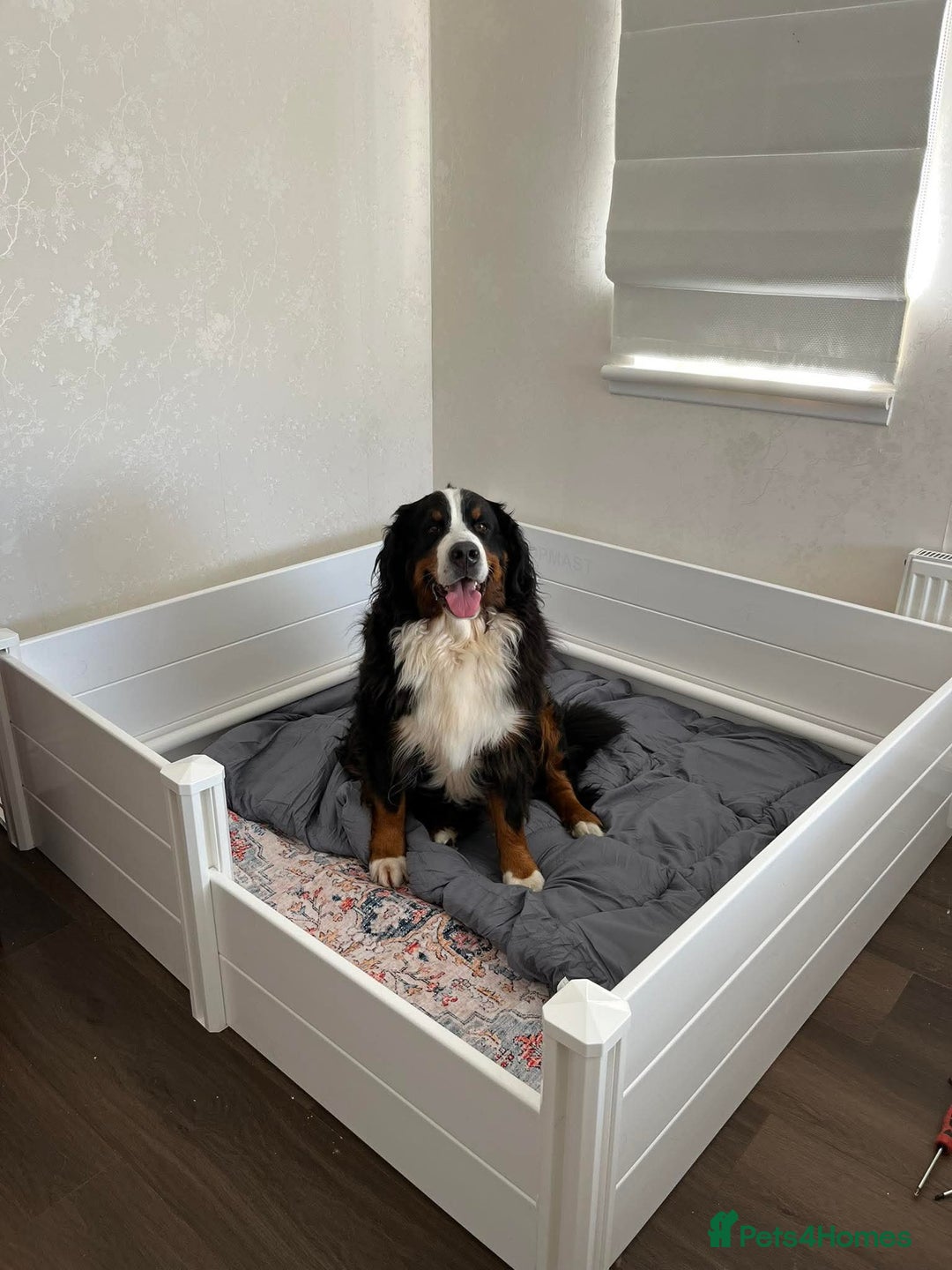 Bernese Mountain Dog dogs for sale: Bernese mountain dog puppies  - Image 1
