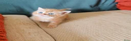 Mixed Breed cats for sale: Pedigree exotic x domestic short haired kittens  - Advert 1