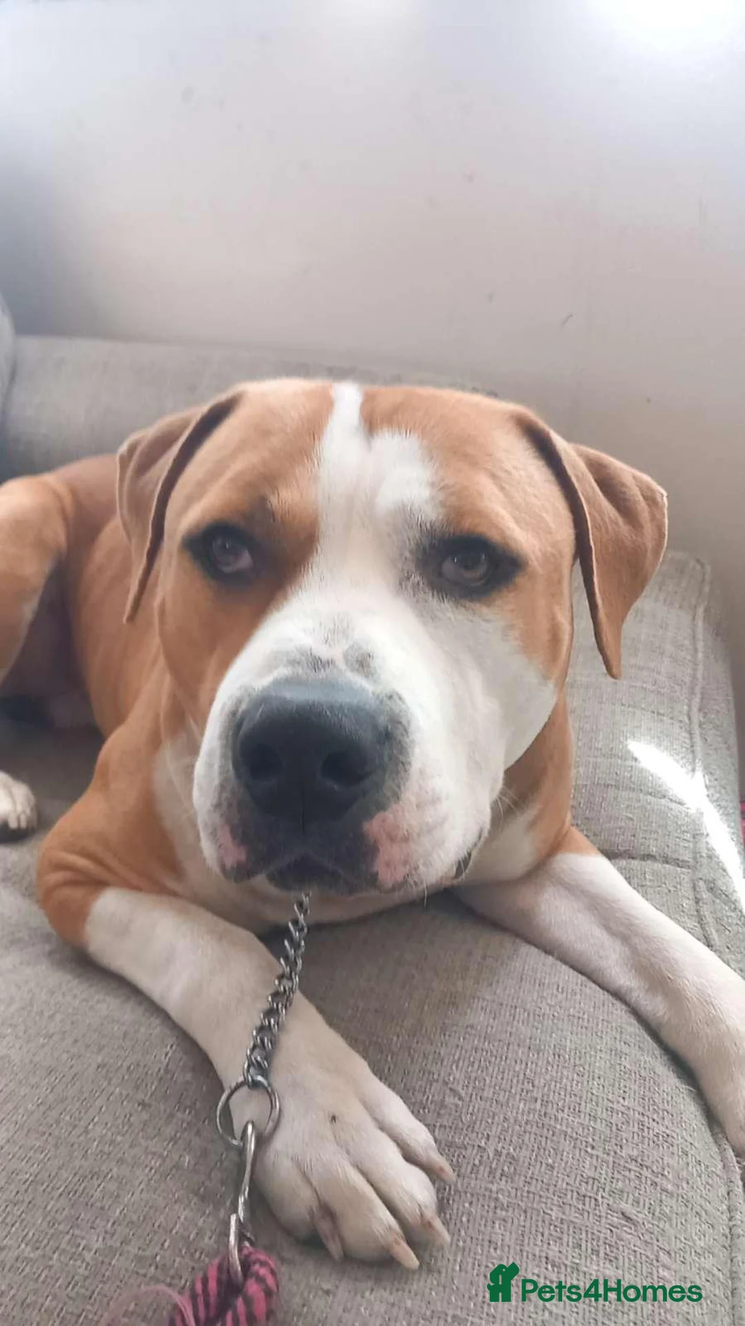 Mixed Breed dogs for sale: Chase (nickname: boss dog) in Trowbridge - Advert 2