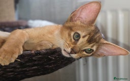 Abyssinian cats for sale: Beautiful Aby  kitten from Champions line - Image 7