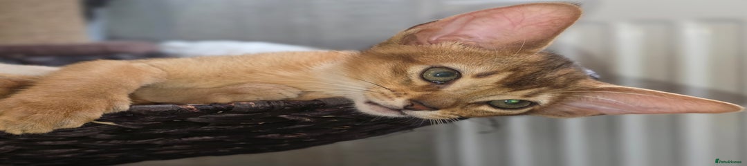 Abyssinian Kitten 2 Bubble  🫧 