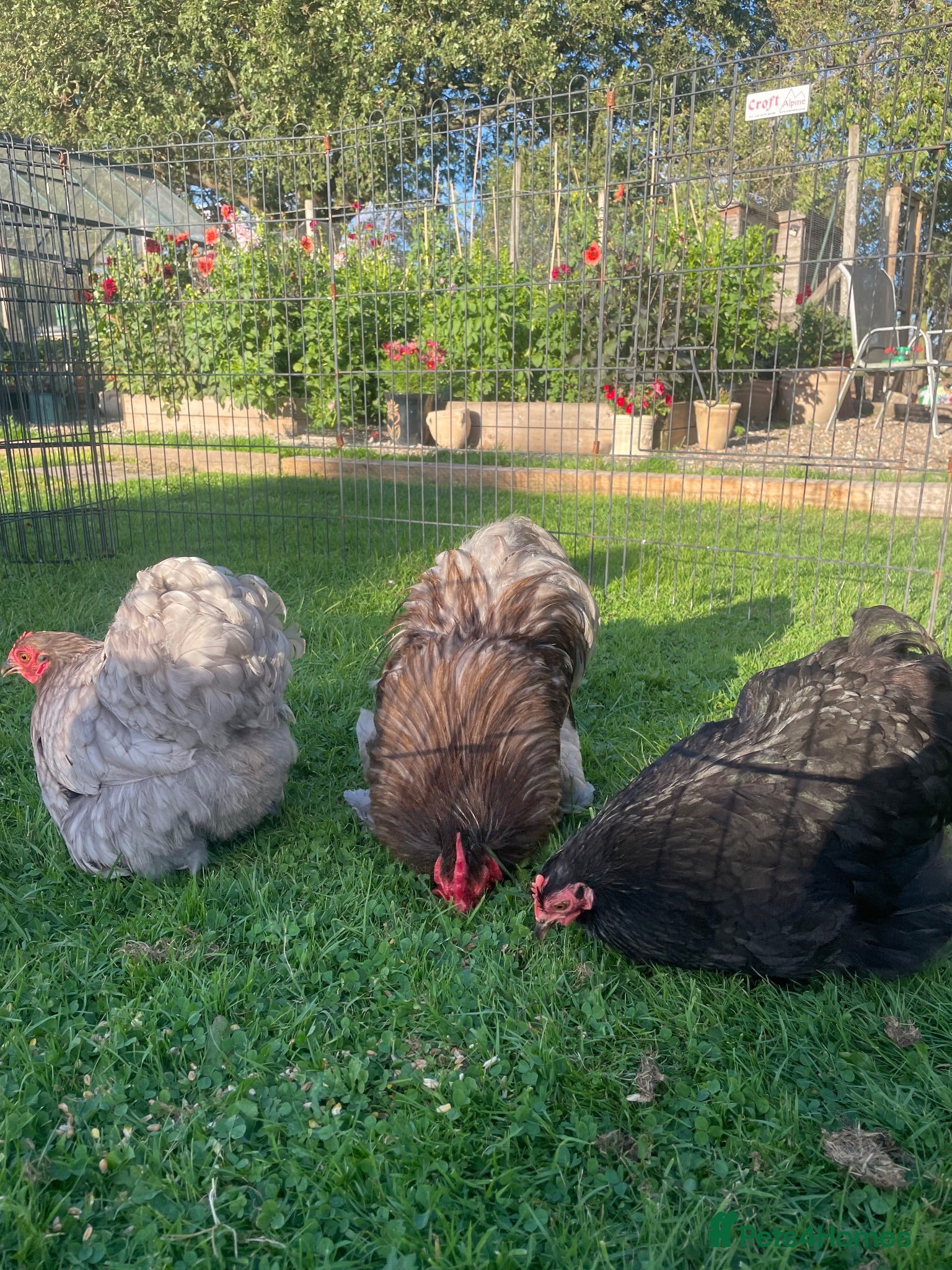 Chickens poultry Pekin Bantam Pullets - Advert 2