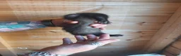 Ferret rodents for sale: Rescue Kits for sale - Advert 10