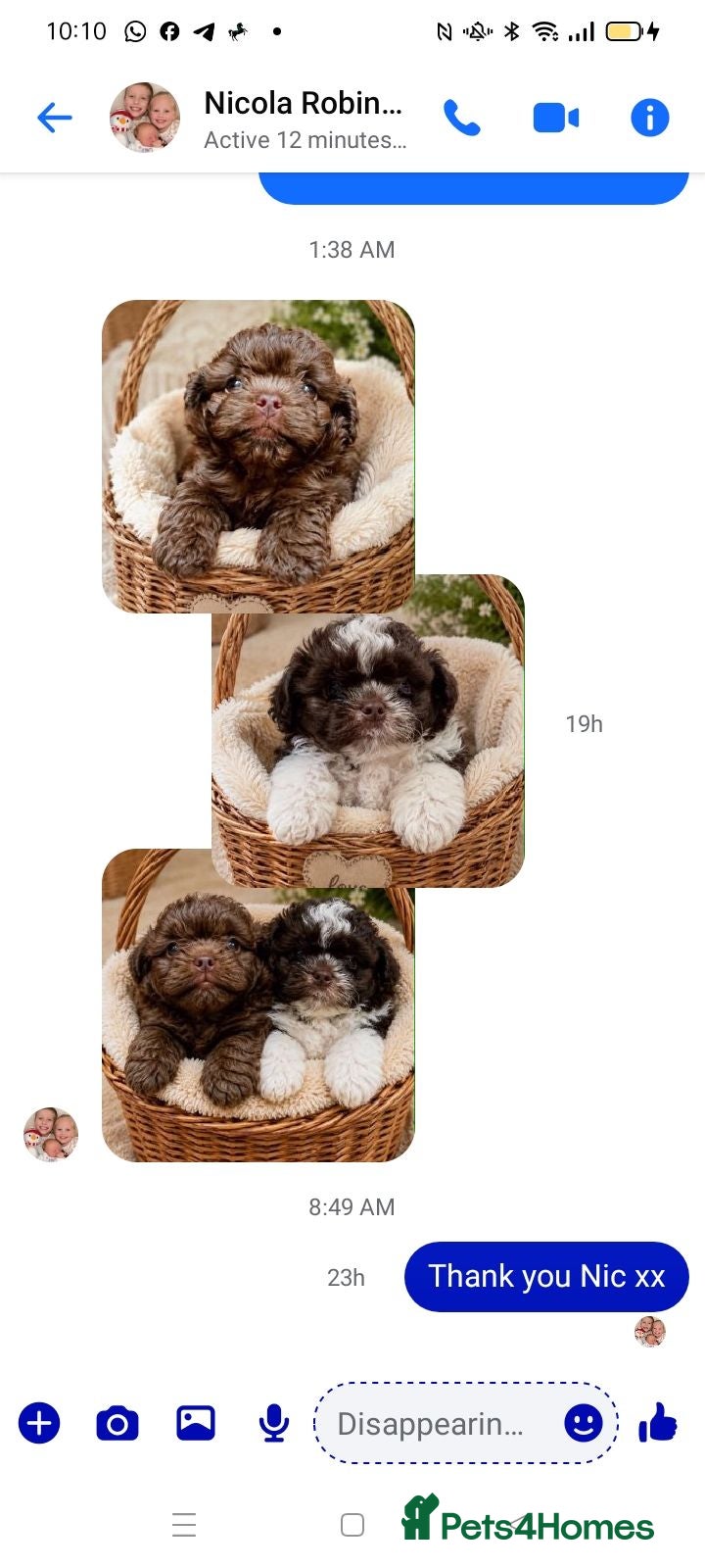 Mixed Breed dogs Imperial Shih Tzu/Poodle X Chocolate Chihuahua  - Advert 14