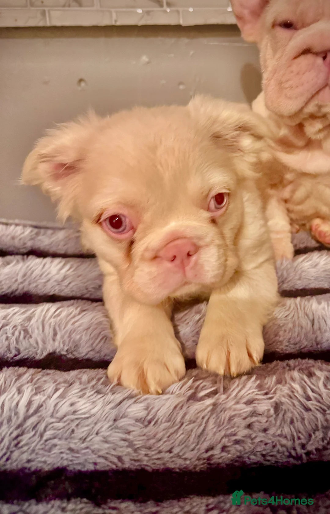 French Bulldog dogs for sale: Quality French bulldog puppies - Advert 3