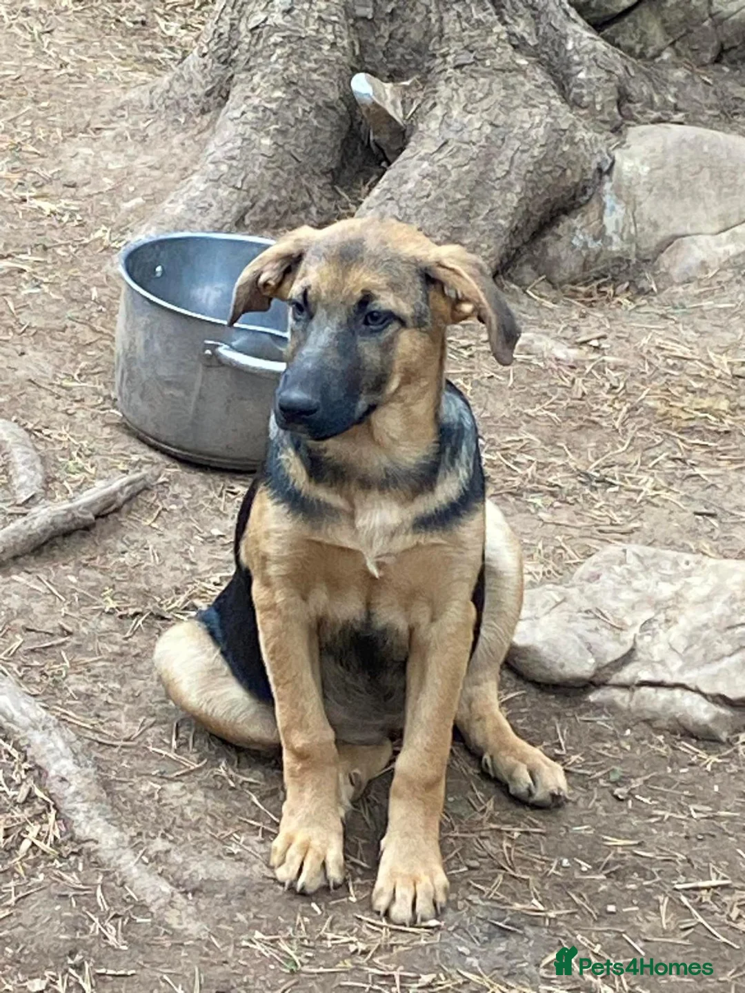 Mixed Breed dogs for adoption: Suzy and Precious in Ashford - Advert 2